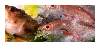 魚のタブ